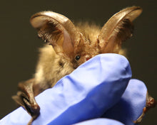 Load image into Gallery viewer, A bat being cared for by the team at Bat Rehabilitation Ireland.