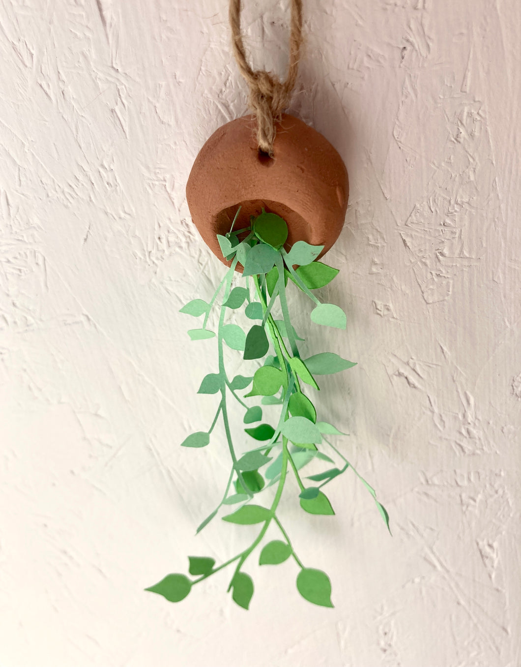 Trailing Paper Plant in hanging terracotta pot.